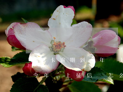 信用卡逾期到今年還上征信嗎(信用卡逾期到今年還上征信嗎怎么還)