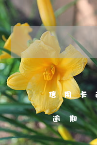 信用卡逾期到呆賬(呆賬嚴(yán)重還是逾期嚴(yán)重)