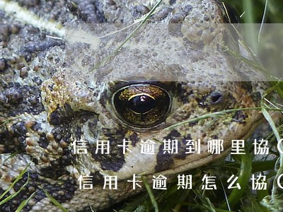 信用卡逾期到哪里協(xié)商-信用社信用卡逾期怎么協(xié)商