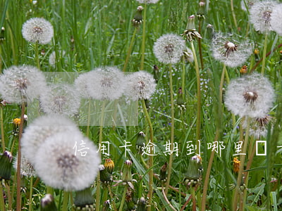信用卡逾期到哪里換卡(逾有效期換卡)