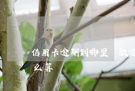 信用卡逾期到哪里還款(逾期還信用卡利息怎么算)