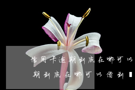 信用卡逾期到底在哪可以借到錢-信用卡逾期到底在哪可以借到錢呢