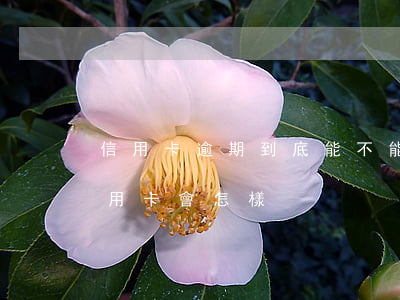 信用卡逾期到底能不能延期還款-逾期還信用卡會怎樣