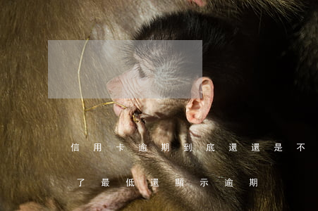 信用卡逾期到底還還是不還(為什么信用卡還了最低還顯示逾期)