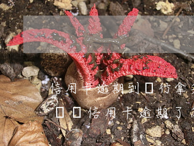 信用卡逾期到銀行拿身份證(別人拿我的身份證辦信用卡逾期了怎么辦)