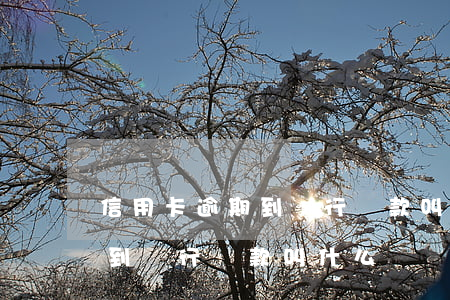 信用卡逾期到銀行還款叫什么-信用卡逾期到銀行還款叫什么