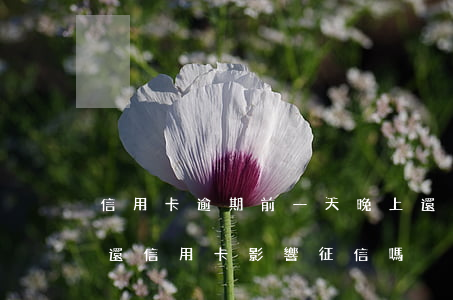 信用卡逾期前一天晚上還上可以嗎(逾期一天還信用卡影響征信嗎)