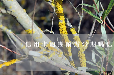 信用卡逾期前辦分期嗎(信用卡 逾期 分期)