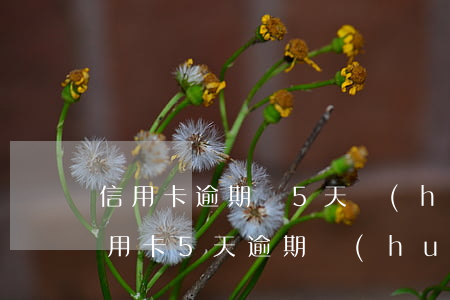 信用卡逾期剛5天會(huì)看得到嗎 信用卡5天逾期會(huì)影響征信嗎