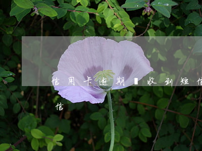 信用卡逾期剛收到短信(信用卡逾期剛收到短信)