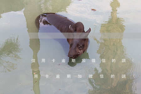信用卡逾期加微信的調(diào)解員(信用卡逾期加微信的調(diào)解員)