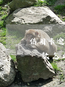 信用卡逾期加微信還款-微信添加了信用卡還款怎么解除
