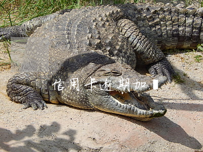 信用卡逾期加錢