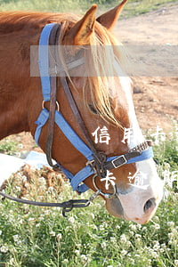 信用卡逾期匯會(huì)上征信嗎(信信用卡逾期多久會(huì)上征信)