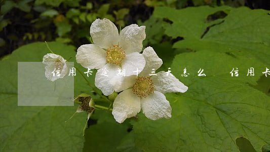 信用卡逾期十三天怎么辦(信用卡逾期13天)