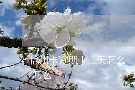 信用卡逾期十三天怎么辦(信用卡逾期了十天怎么辦)