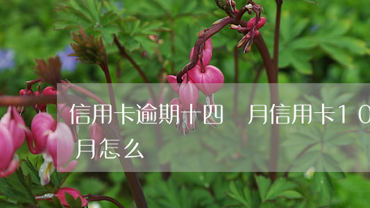 信用卡逾期十四個月(信用卡10萬逾期三個月怎么辦)
