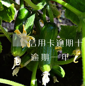 信用卡逾期十塊錢會怎么樣(信用卡10塊錢逾期一年)
