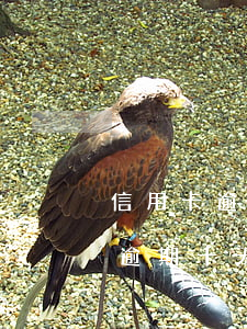 信用卡逾期十多天嚴(yán)重嗎(信用卡逾期十天怎么辦,有什么影響)