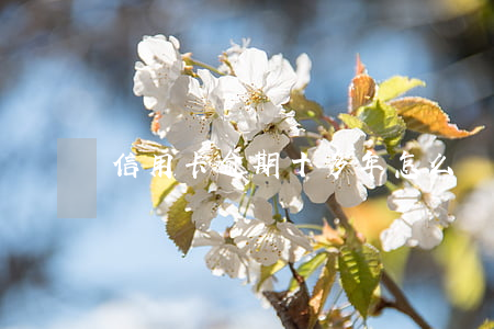 信用卡逾期十多年怎么協(xié)商還款