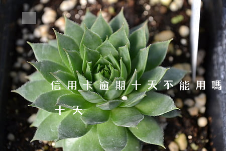 信用卡逾期十天不能用嗎(信用卡不小心逾期十天)