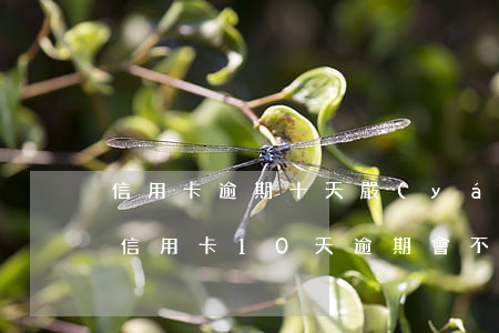 信用卡逾期十天嚴(yán)重嗎怎么辦理(信用卡10天逾期會不會影響征信)