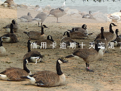 信用卡逾期十天忘還了(信用卡逾期十天忘還了)