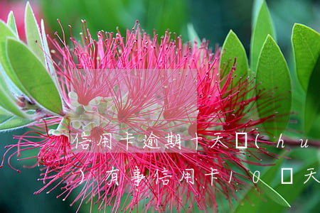 信用卡逾期十天會(huì)不會(huì)有事(信用卡10幾天逾期)