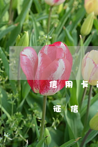 信用卡逾期十天會上征信么(逾期10天會上征信嗎)