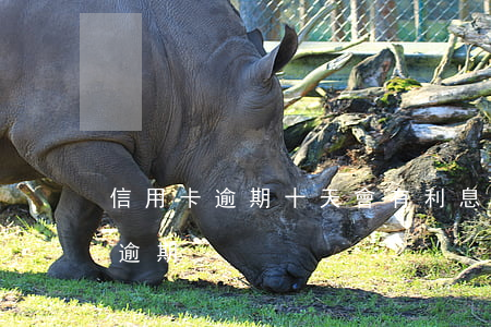 信用卡逾期十天會有利息嗎(信用卡10幾天逾期)