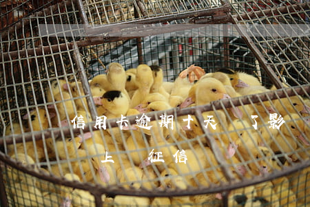 信用卡逾期十天還了影響征信嗎(逾期十多天會上報征信嗎)
