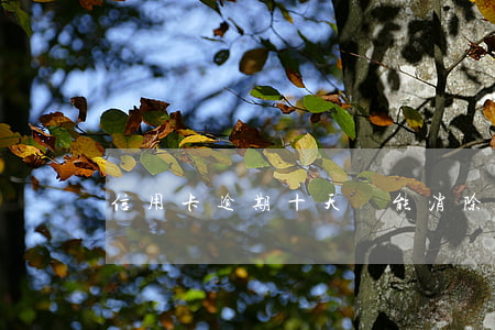 信用卡逾期十天還能消除嗎