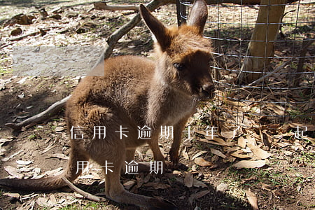 信用卡逾期十年了還會起訴嗎(10多年前信用卡逾期過)