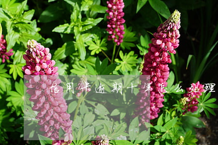 信用卡逾期十年怎么处理