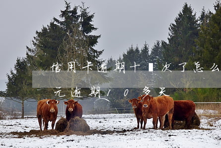 信用卡逾期十幾次了怎么辦(信用卡100多元逾期10多天)