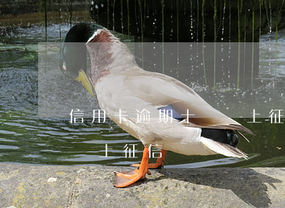 信用卡逾期十萬會上征信嗎(逾期十幾天會不會上征信)