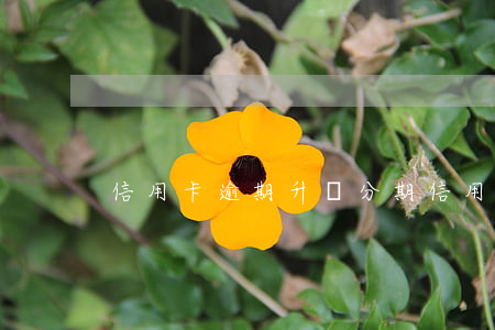 信用卡逾期升級分期（信用卡逾期升級）