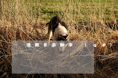 信用卡逾期半個(gè)月上征信了怎么辦
