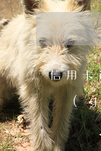 信用卡逾期半個(gè)月影響征信么-一個(gè)月內(nèi)逾期過征信