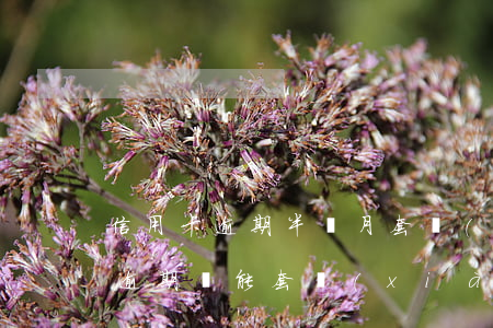 信用卡逾期半個月套現(xiàn)(信用卡逾期還能套現(xiàn)嗎)