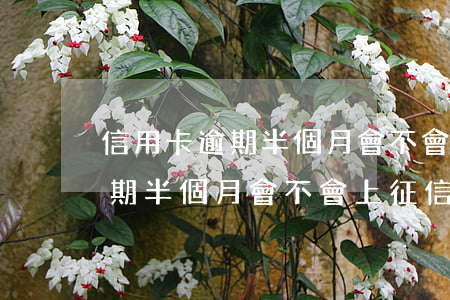 信用卡逾期半個月會不會上征信-信用卡逾期半個月會不會上征信報告