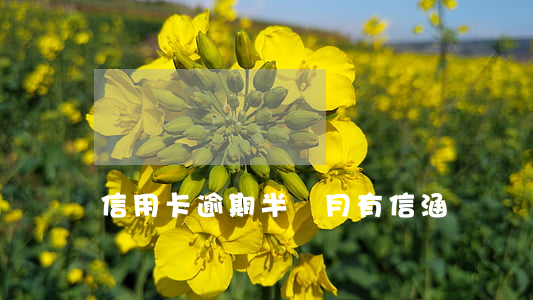 信用卡逾期半個月有信涵