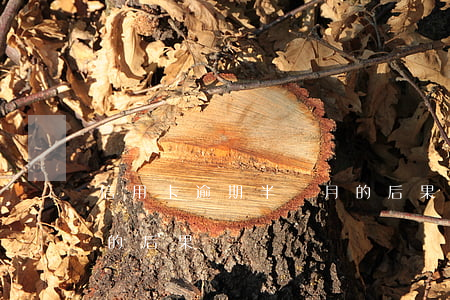 信用卡逾期半個月的后果(信用卡逾期半個月的后果)