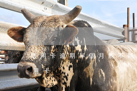 信用卡逾期半個月能不能用-半個月沒還信用卡