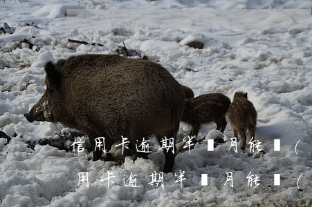 信用卡逾期半個月能網(wǎng)貸嗎(信用卡逾期半個月能網(wǎng)貸嗎)