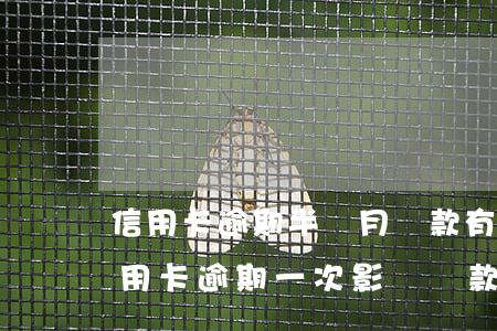 信用卡逾期半個月還款有什么影響(半年前信用卡逾期一次影響貸款嗎)