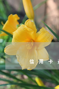 信用卡逾期半天(信用卡逾期半天有記錄嗎)