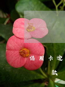 信用卡逾期半天怎么樣(信用卡逾期半天怎么樣還款)
