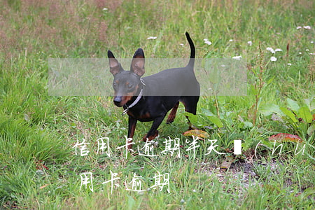 信用卡逾期半天會(huì)咱辦(不小心信用卡逾期)