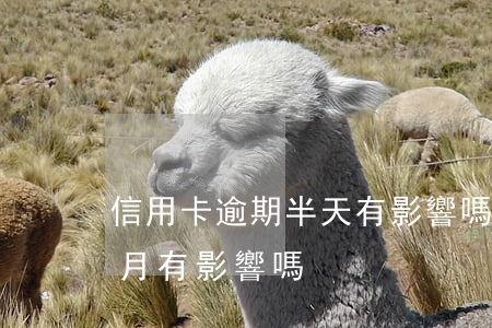 信用卡逾期半天有影響嗎(信用卡逾期了半個月有影響嗎)